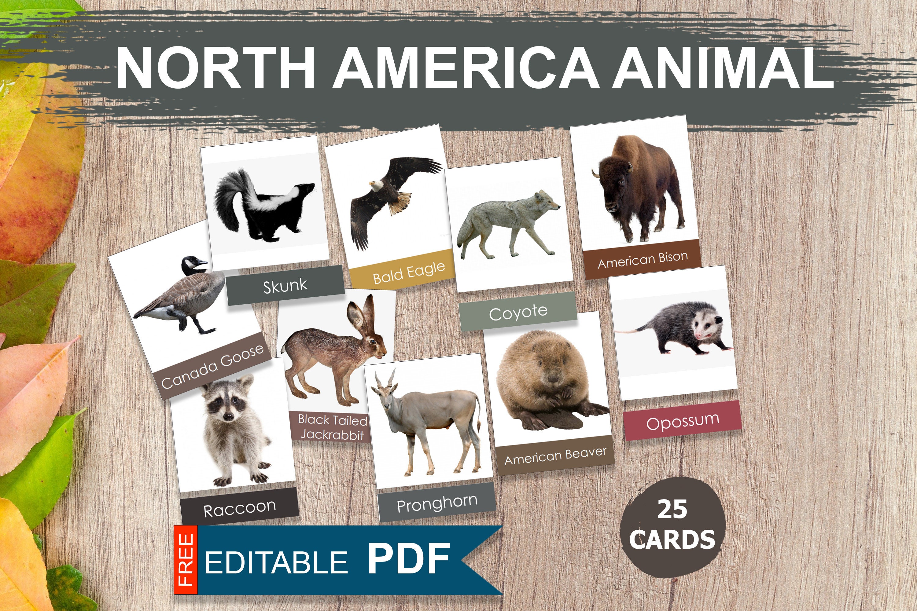 NORTH AMERICA ANIMAL Montessori Cards North America Animal - Etsy Australia NORTH AMERICA ANIMAL Montessori Cards North America Animal - Etsy Australia