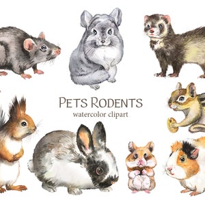 Animali domestici Roditori acquerello clipart, set di acquerelli di animali, coniglio, porcellino d'India, tamia, cincillà, animali d'arte digitale