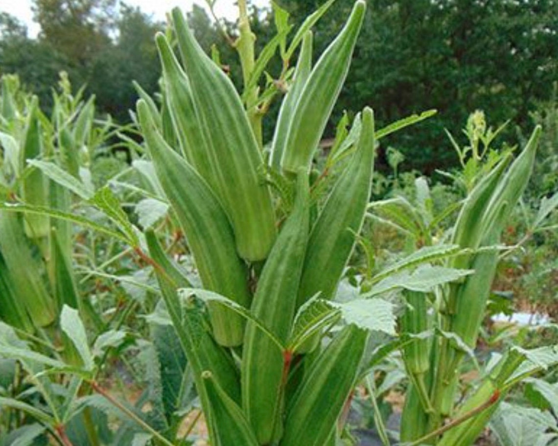 Heavy Hitter Okra Seeds Productive Variety Texasgrown With Etsy