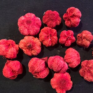 Coconut Petals Decorative Potpourri Seed Pod Coconut Petals Decorative Potpourri Seed Pod
