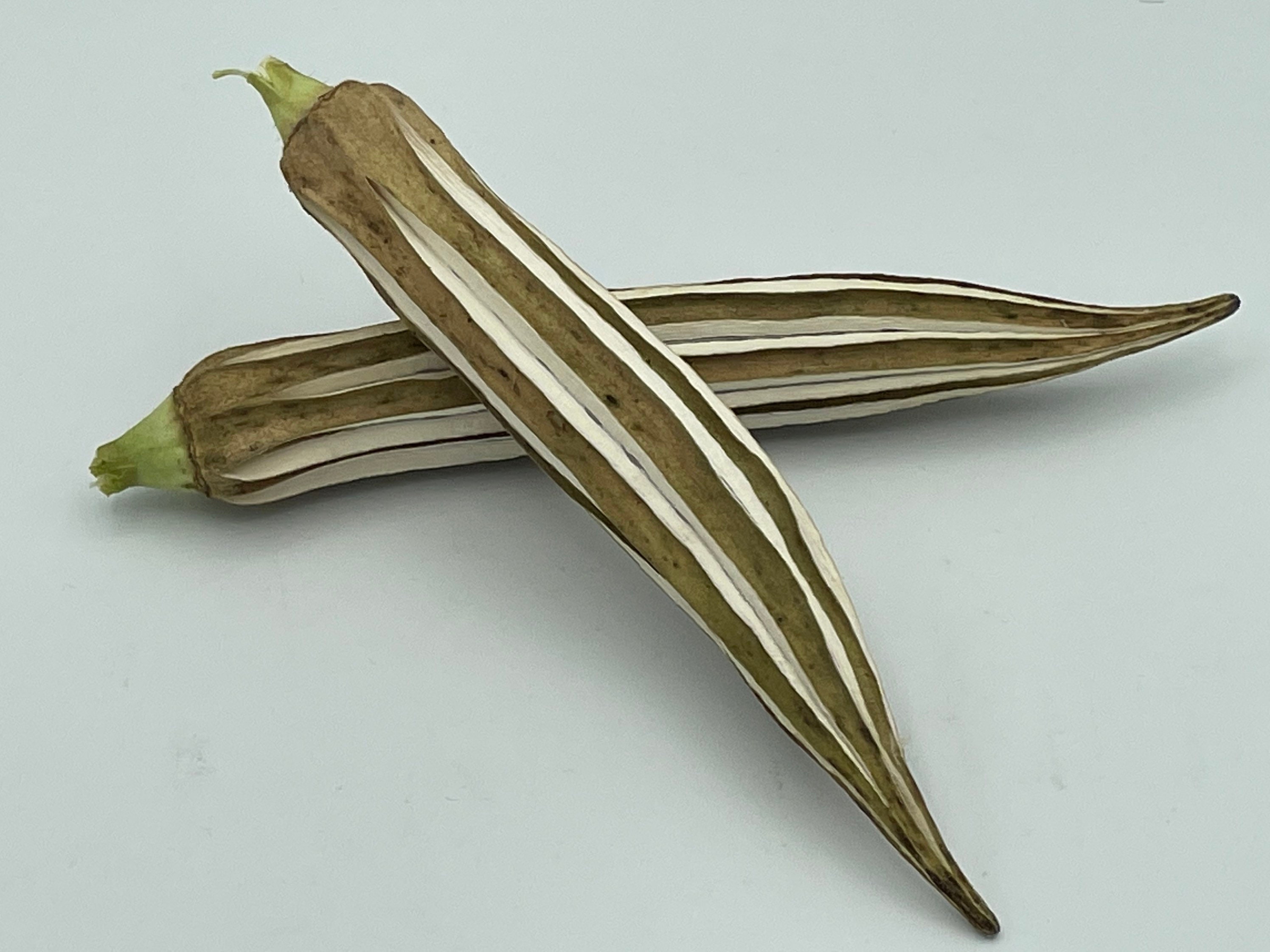 Heavy Hitter Okra Seeds variedad productiva cultivada en Etsy