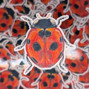 May include: A sticker featuring a ladybird with a bright orange-red shell, distinct black spots, and a black head. The ladybird is depicted with six thin, segmented legs and two small antennae, set against a background of multiple identical ladybird stickers.