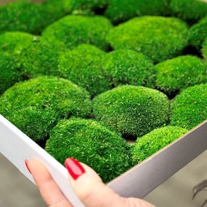 Muschio naturale stabilizzato per fai da te, progetto floreale Muschio verde per decorazioni per la casa, muschio per artigianato, progetti di design ecologico, muschio conservato in grandi quantità
