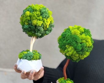 Élégance de mousse céleste : décoration de doigt de bonsaï fantaisiste – cadeau de verdure inoubliable pour les anniversaires, les mariages et les occasions spéciales