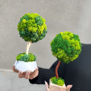 Whimsical Bonsai Tree Decor, Birthday Greenery Gift, Tree with Moss, Stabilized Plants, Rustic Botanical Decor, Natural Eco Style Table Art