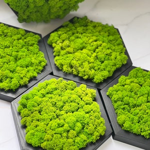 Honeycomb Wall moss art Moss decor Wooden hexagon for home decoration Stabilized moss wall garden Honeycomb moss art Moss wall art office