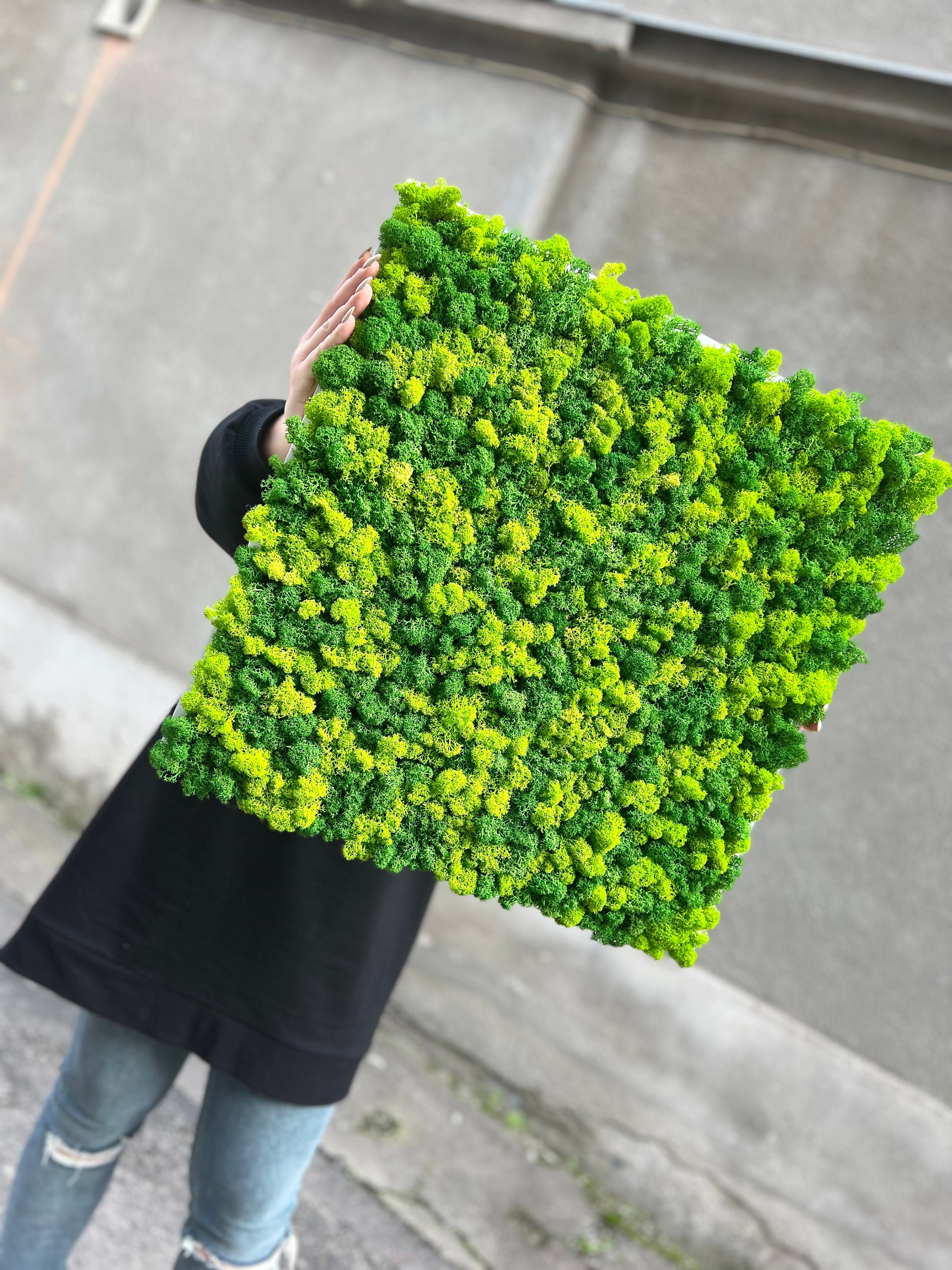 Visual Reference: Moss Wall Panel Stabilized Moss Wood Framed Moss Decor Wall