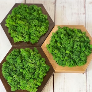 Natural Moss Wall Decor, Honeycomb Moss Art, Accent Wall Design, Moss Decor, Moss Art, Stabilized Moss, Moss Gift, Living Room Wall Art