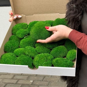 Stabilized Moss DIY Crafts | Wholesale moss | Preserved Pole | Moss Balls Stabilized | Pillow Bun | Natural Green Terrariums