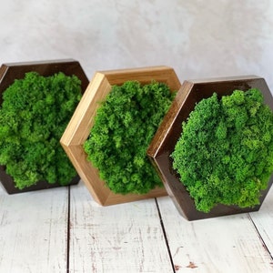 Natural Moss Wall Decor, Honeycomb Moss Art, Green Accent Wall Design, Moss Decor, Moss Art, Stabilized Moss, 3d Framed Living Room Wall Art