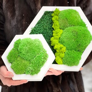 Hexagon moss wall art decor Preserved moss frame for office Scandinavian greenery gift Natural wall decor handmade Eco-friendly moss decor