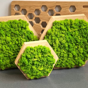 Zeshoek mos kunst aan de muur in houten lijst, decor honingraat mos, gestabiliseerd mos cadeau, natuurlijke muur opknoping voor kantoor, bewaard gebleven mos voor thuis