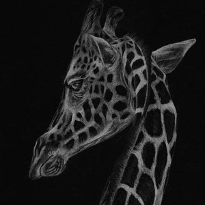 Giraffe Black and White Original Framed Drawing by Emily Briggs