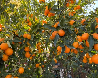 Organic Kumquats (fruits) 1+ lb for 20 USD