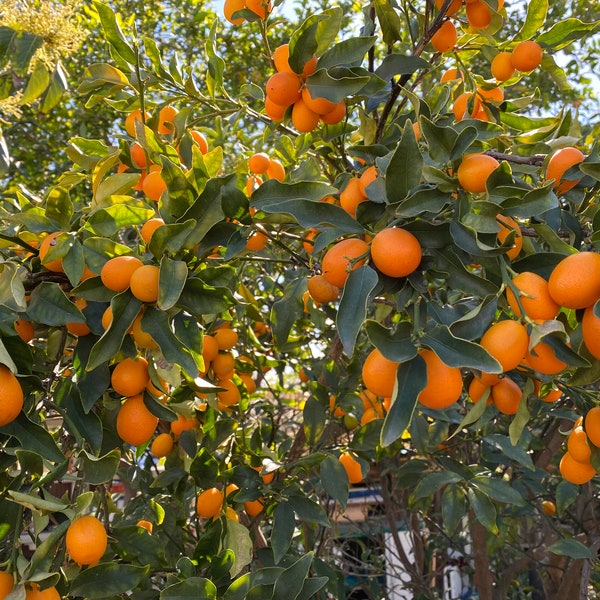 Organic Kumquats (fruits) 1+ lb for 20 USD