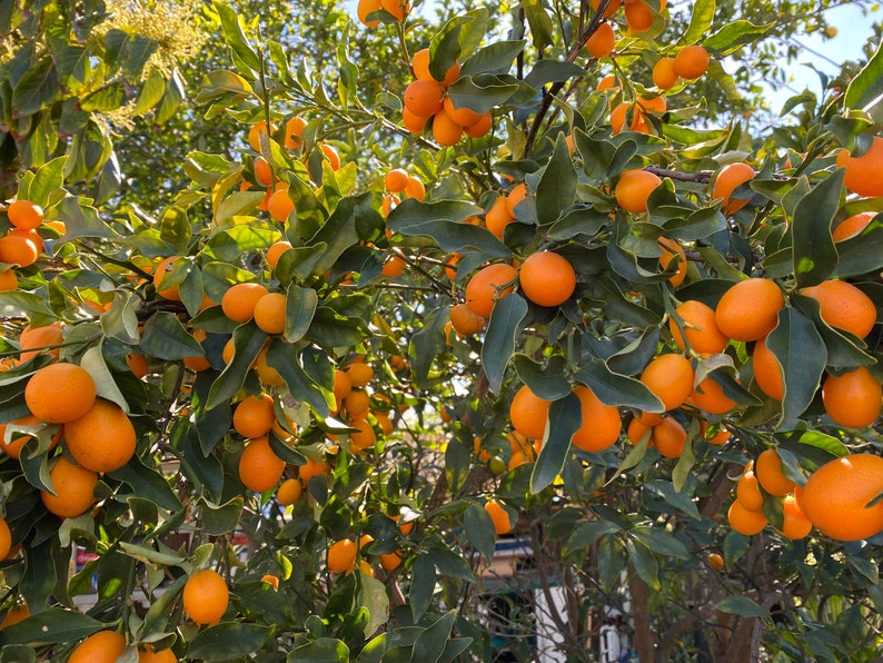 Organic Kumquats fruits 1 Lb for 20 USD Etsy