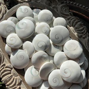 May include: A collection of white, polished, round, flat, natural sea shell stones with a swirling, spiral pattern in the center. The stones are arranged in a wooden bowl.