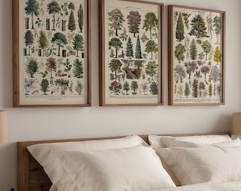 Vintage Tree Species Print Set, Antique Botanical Forest Wall Art (Set of 3)
