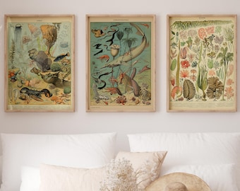 Adolphe Millot Sea Life Print Set of 3 | Vintage French Oceanography Wall Art | Coastal Home Decor