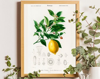 Vintage Lemon Tree Four Large Collage Sheets French Decor Digital Downloads