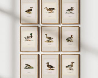 Vintage Duck Print Set of 9: Rustic Farmhouse Bird Wall Art
