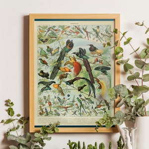 Vintage Bird Print - Adolphe Millot Poster Vintage Home Decor Botaniczny wydruk Ptak Plakat Nauka Parapetówka Ornitologia Pomysł na prezent