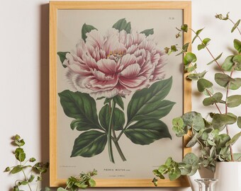 Antique Pink Peony Botanical Art Print, Vintage Dutch Floral Wall Art
