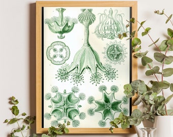Ernst Haeckel Stauromedusae, Jelly Fish print, Jellyfish, jellyfish poster, Nautical Decor, Ocean Wall Art, Marine life, Sea life wall art