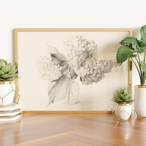 Vintage Hydrangea Sketch Art Print: Botanical Drawing