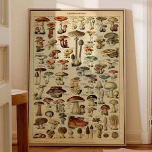 Vintage Mushroom Botanical Print – Adolphe Millot Chart Poster (Printed)