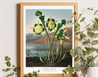 Pitcher Plant John Thornton Reproduction Vintage Lithography Flower Poster Floral Home Decor Botanical Print Romantic Birthday Gift Idea