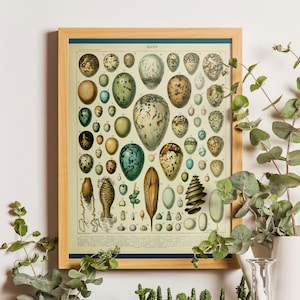 Vintage Egg Print - Vintage Home Decorating Ornithology Prints Egg Poster Adolphe Millot Poster Science Print Larousse Print Egg Wall Art