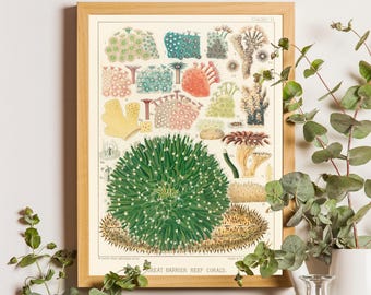 Vintage Barrier Reef Coral Print, Marine Life Wall Art Poster
