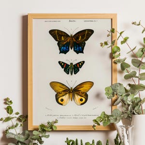 Papillon Butterfly Print, Vintage Butterfly Prints, Illustration, Natural History Art, Butterfly Art, Butterfly Poster, Vintage Poster