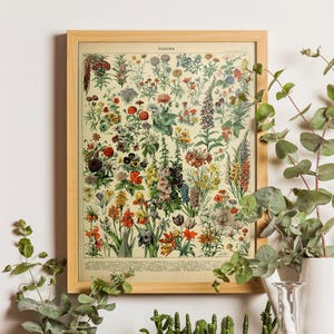 Adolphe Millot Flower Print, Vintage Botanical Illustration