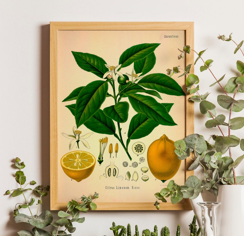 Vintage Lemon Print Poster limone Vintage Citrus print Etsy Italia