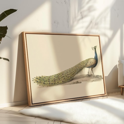 Vintage Peacock Watercolor Art, Framed Wall Art, Botanical Art, Peacock Art, Peacock Print, Peacock Poster, Vintage Bird Print, Boho Decor