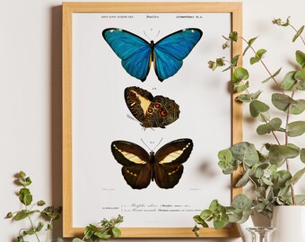 Blue Butterfly, Vintage Butterfly Wall Art, Butterfly Print, Blue Print, Entryway Art, Living Room Art, Blue Decor, Living Room Art, Gift
