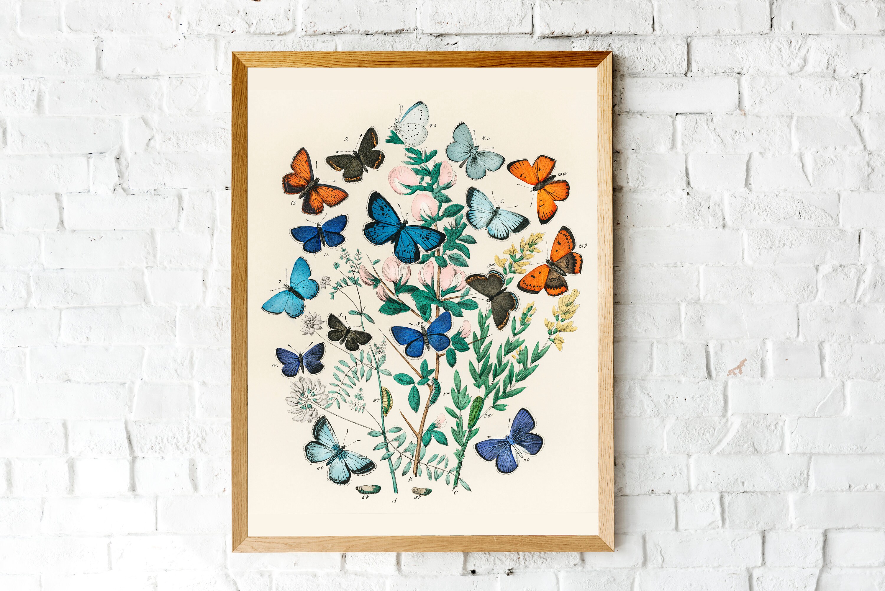 Vintage Butterfly Wall Art Butterfly Art Prints Butterfly Etsy
