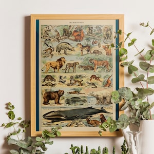 Póster de animales, animales exóticos, gráfico de mamíferos, diagrama educativo, ilustración científica vintage de Adolphe Millot, animales de Millot