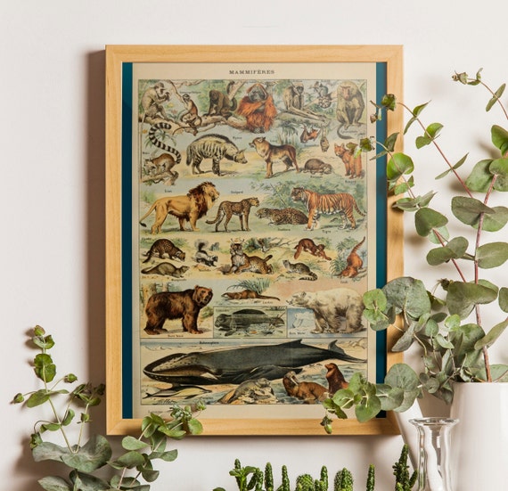 Animal Poster Art Exotic Animals Mammals Chart Print - Etsy Canada Animal Poster Art Exotic Animals Mammals Chart Print - Etsy Canada