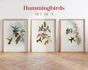 Vintage Hummingbird Prints Set of 3, Botanical Bird Illustration, Beach House Decor