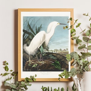 Snowy Heron Bird Print, Audubon Birds vintage illustrations book page Prints, Nautical Living Room vintage art Audubon Bird Posters Gift