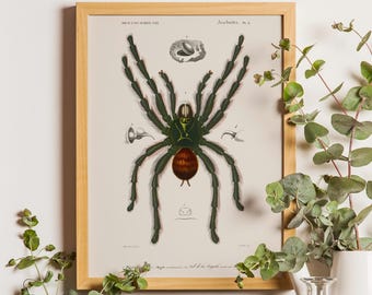 Vintage Spider Illustration, Tarantula Poster, Spider Poster, Spiders Print, Vintage Science Print, Spider Art, Vintage Tarantula Poster