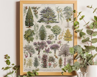 Vintage Arbres d'ornement Botanical Print, Antique French Tree Poster