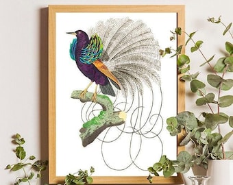 Vintage Bird of Paradise Print, Botanical Natural History Art
