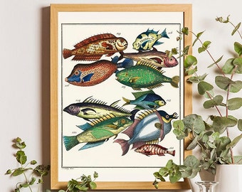 Fish poster, Exotic fish print, Colorful Fish art, Fish Gift, Vintage Fish Print, Beach House decor, Fish wall art, Antique fish print