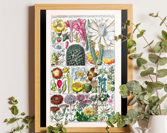 impression de fleurs vintage, oeuvre d'art botanique, graphique vintage, décor de ferme, illustration botanique vintage, affiche botanique, fleurs vintage