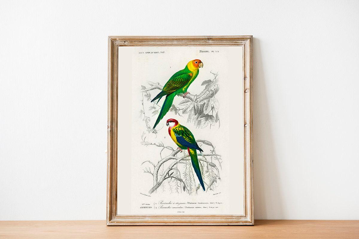 絵画 type ll Parrot Vintage Parrot Print, Tropical Bird Poster, Charles Dessalines Art