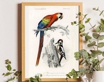 affiche tropicale vintage, impression de perroquet, illustration d'oiseau vintage, oiseau de la forêt tropicale, décoration de salon, art mural oiseau, art tropical côtier